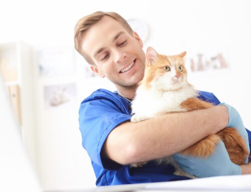 The Healing Power of Animal Companionship