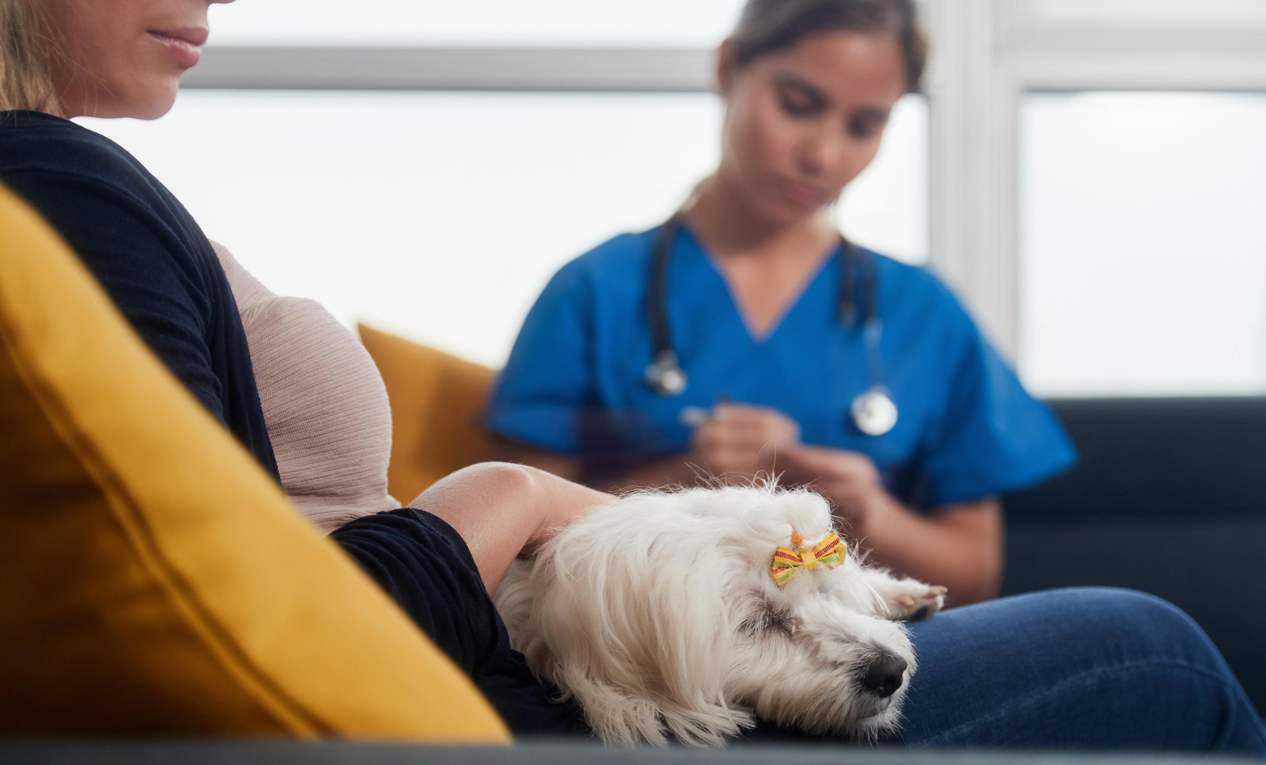 Pop-Up-Animal-Companion hospice dog