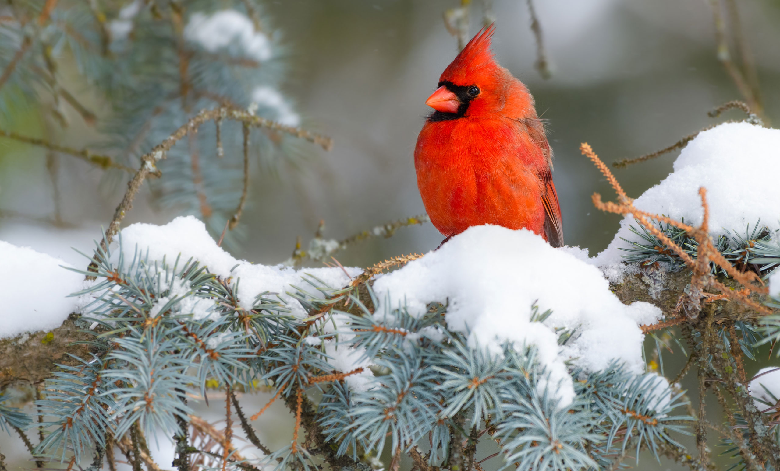 cardinal