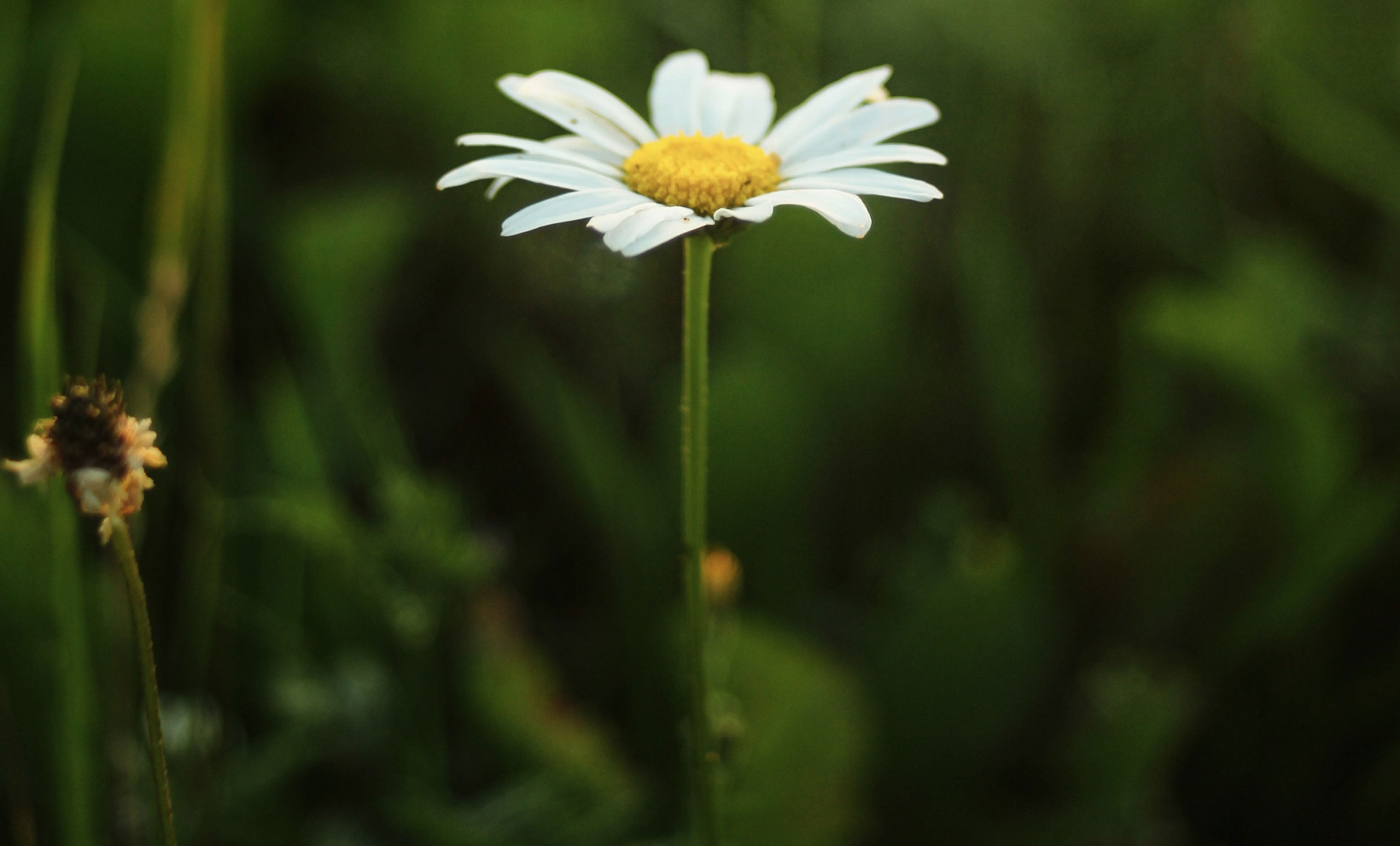 Daisy