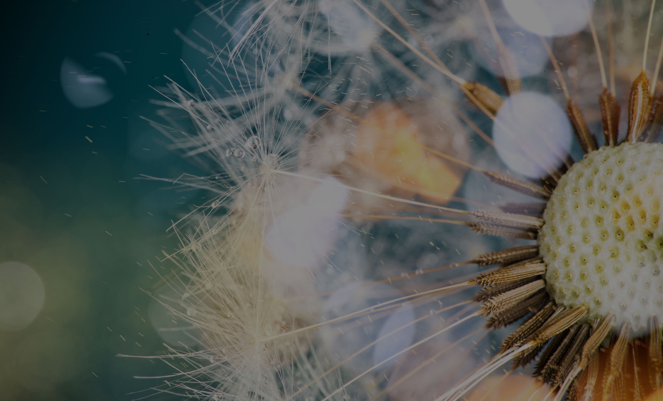 dandelion
