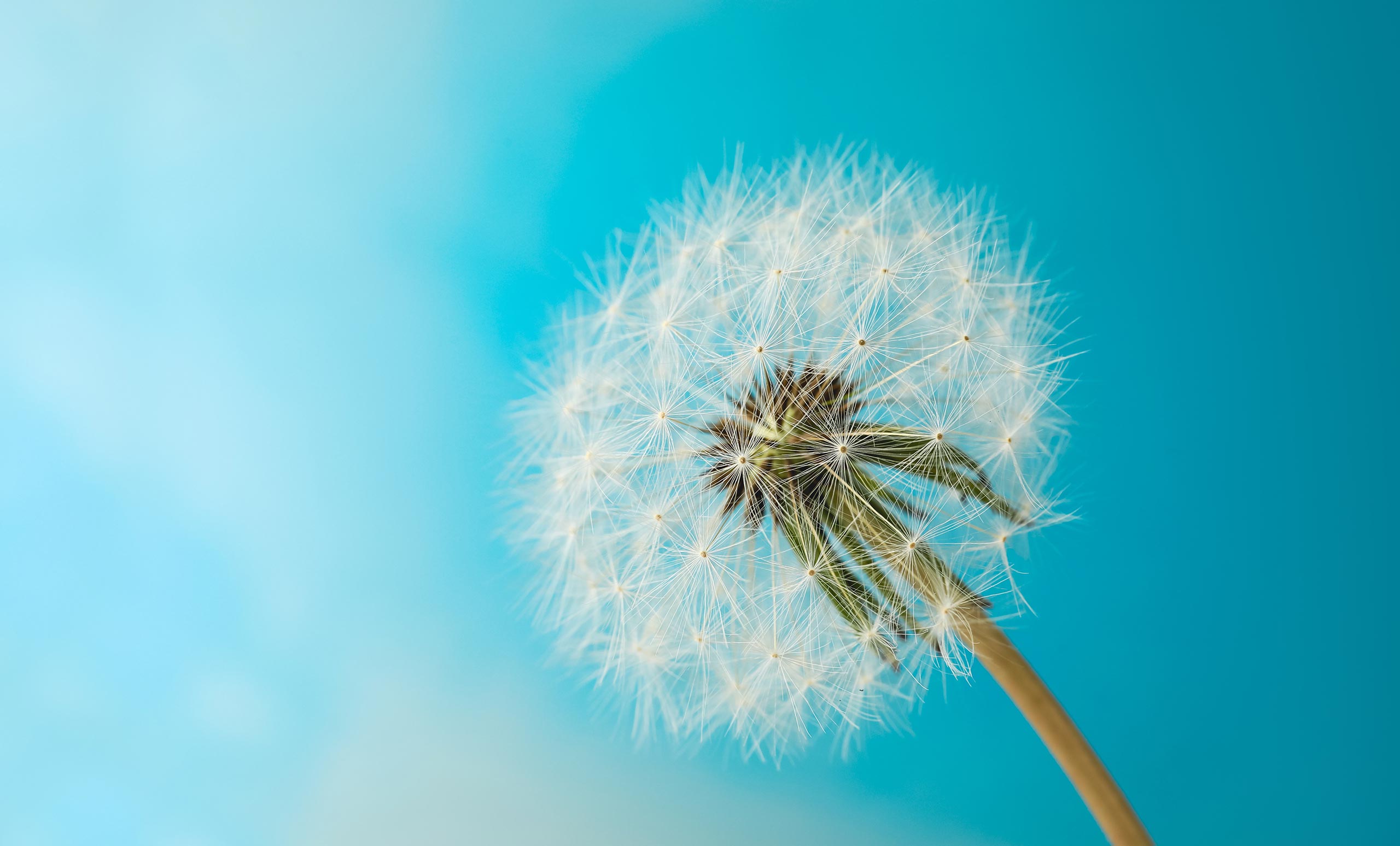 dandelion