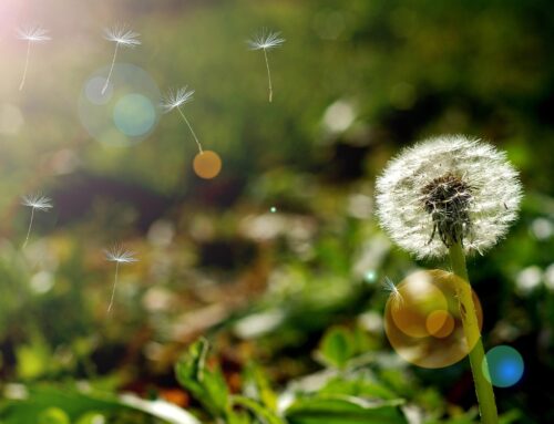 The Importance of a Bereavement Follow-Up with Hospice Families