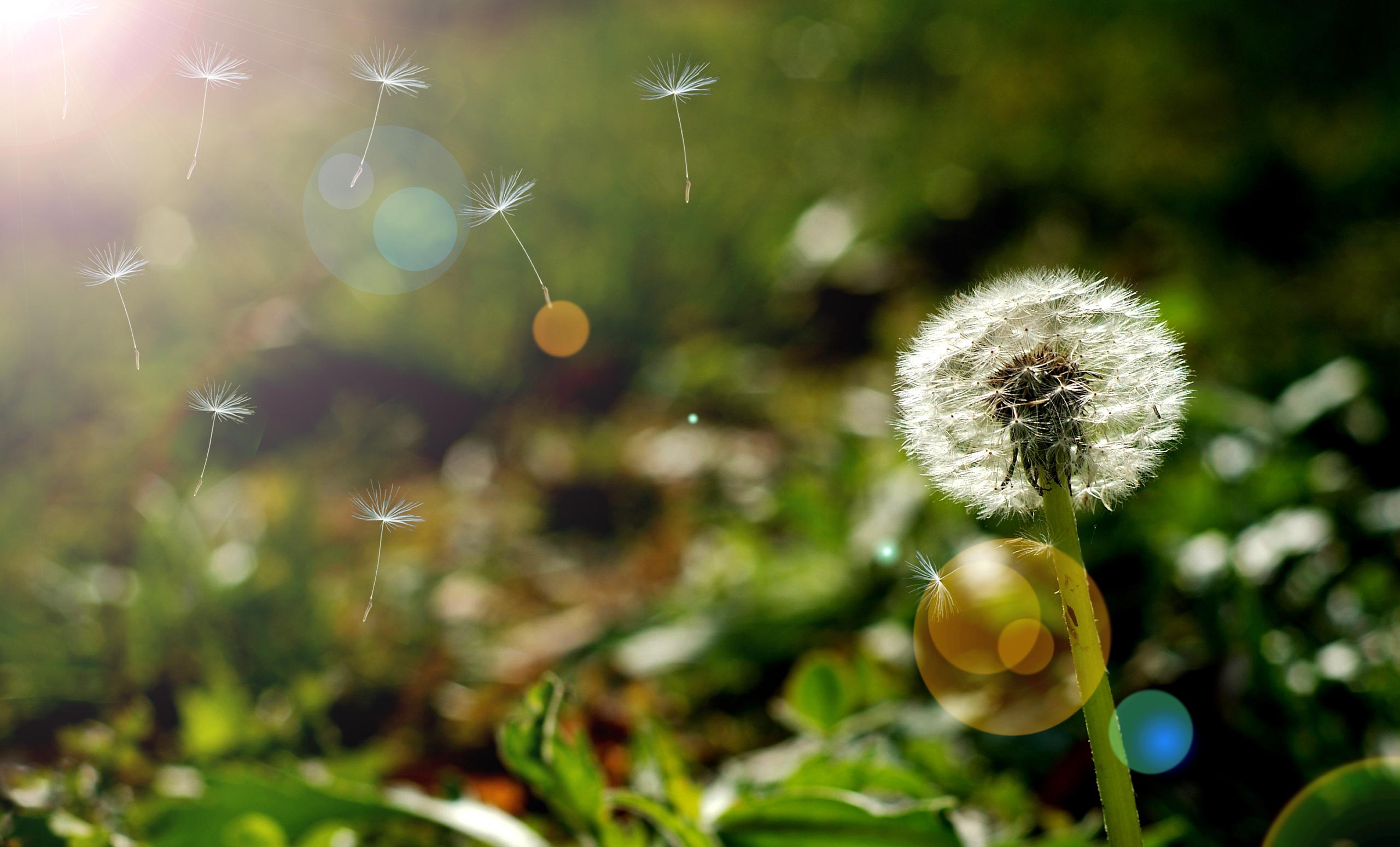 Dandelion