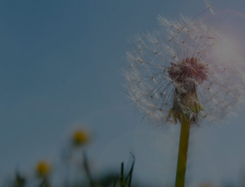 Honoring Loss and Healing During December