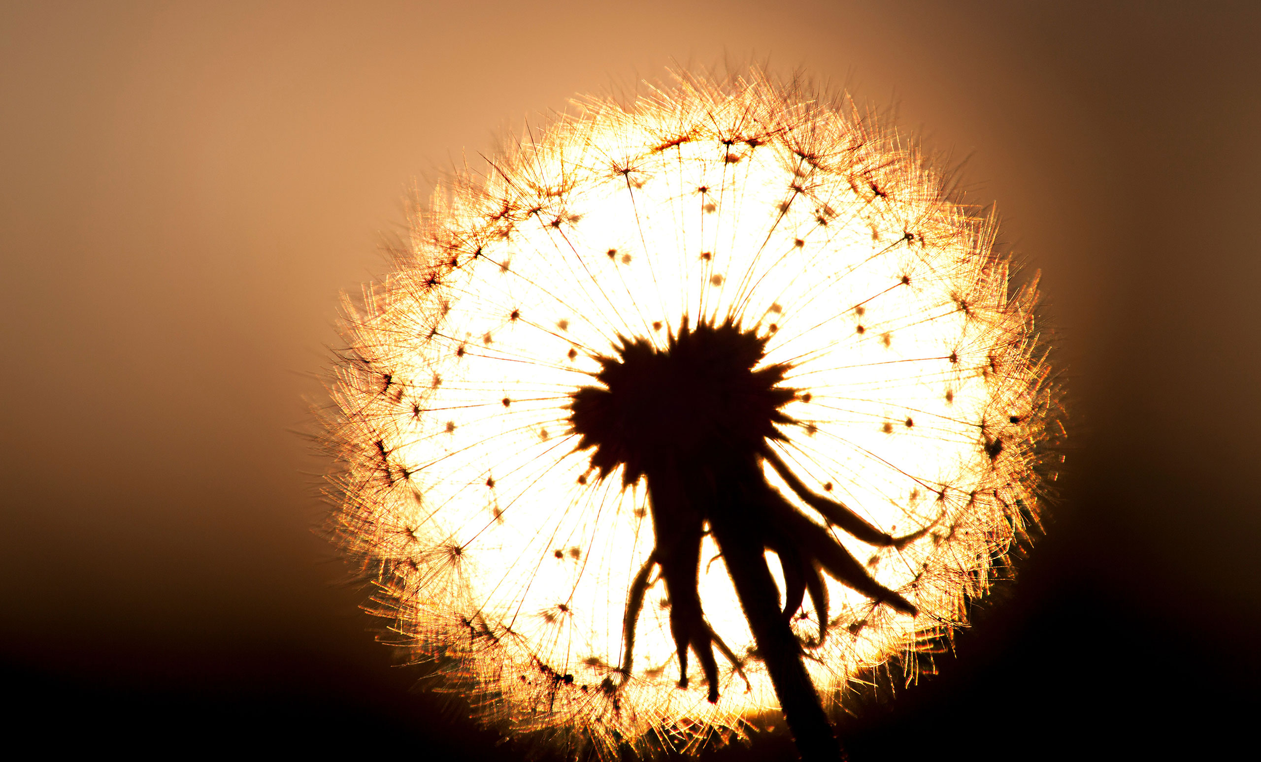 dandelion sunset