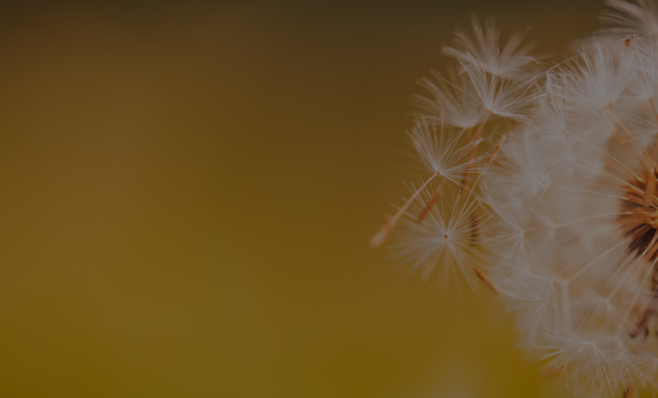 Dandelion