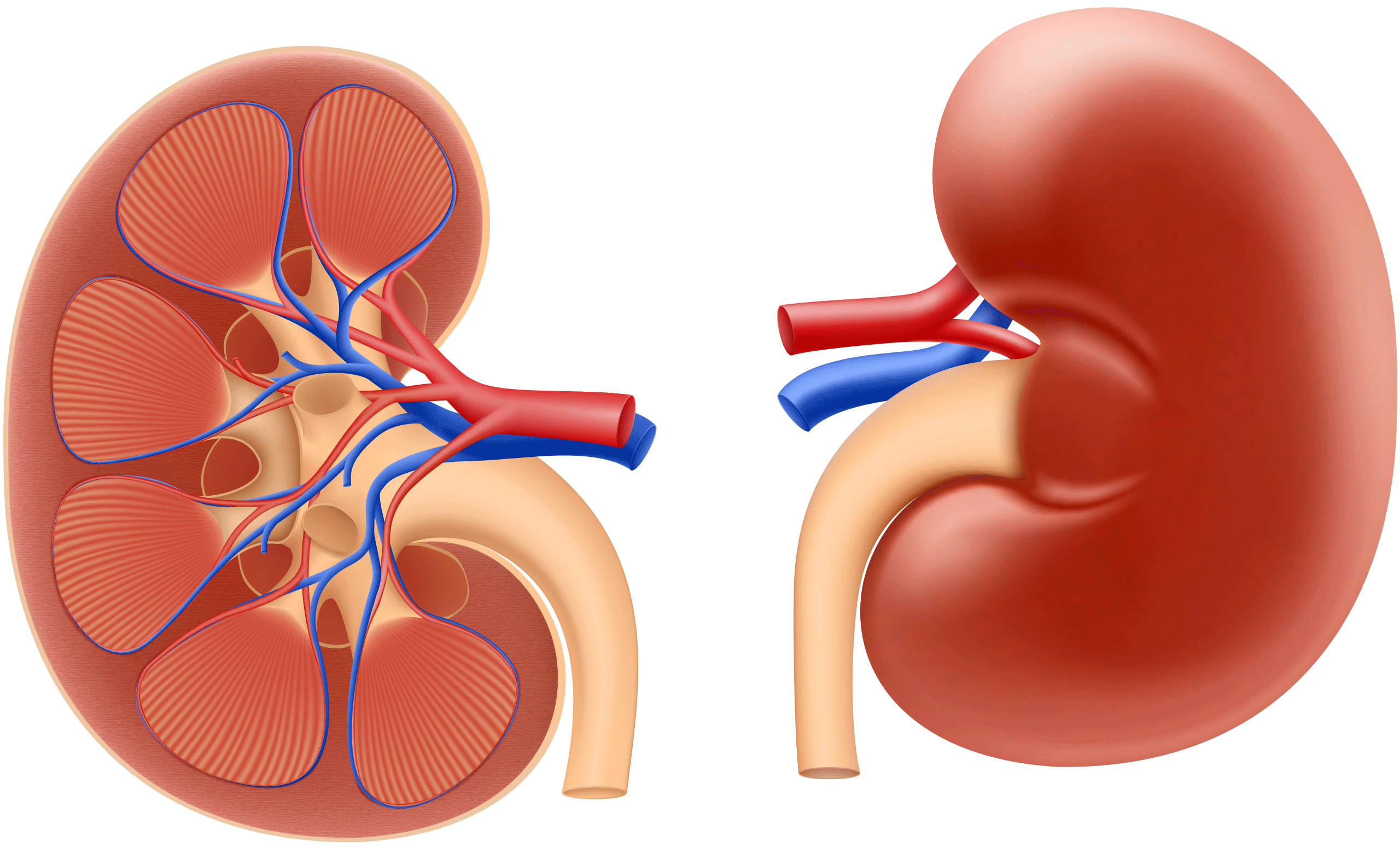 Kidney Graphic 