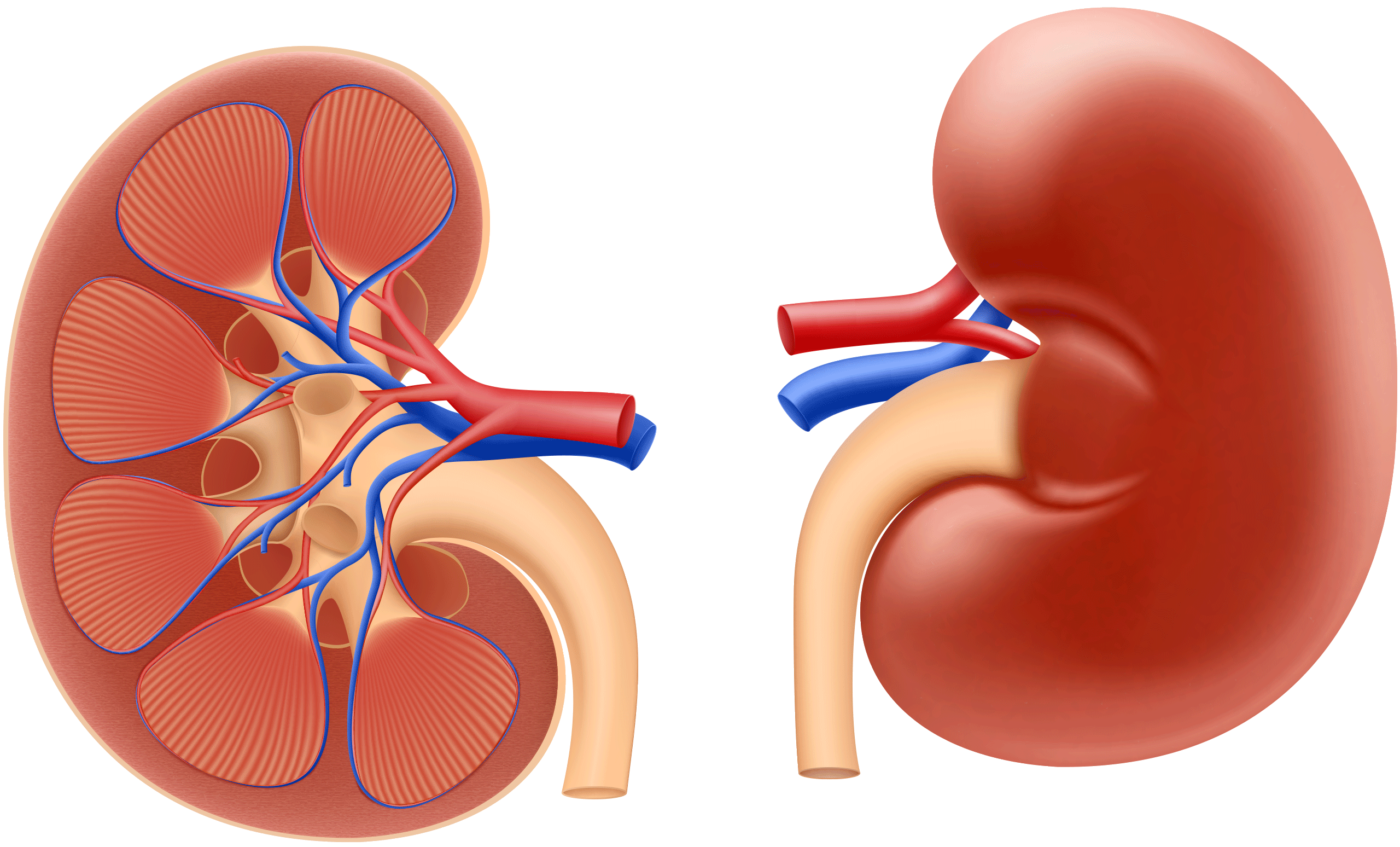 Pop-Up-Kidneys-Graphic Kidney Graphic