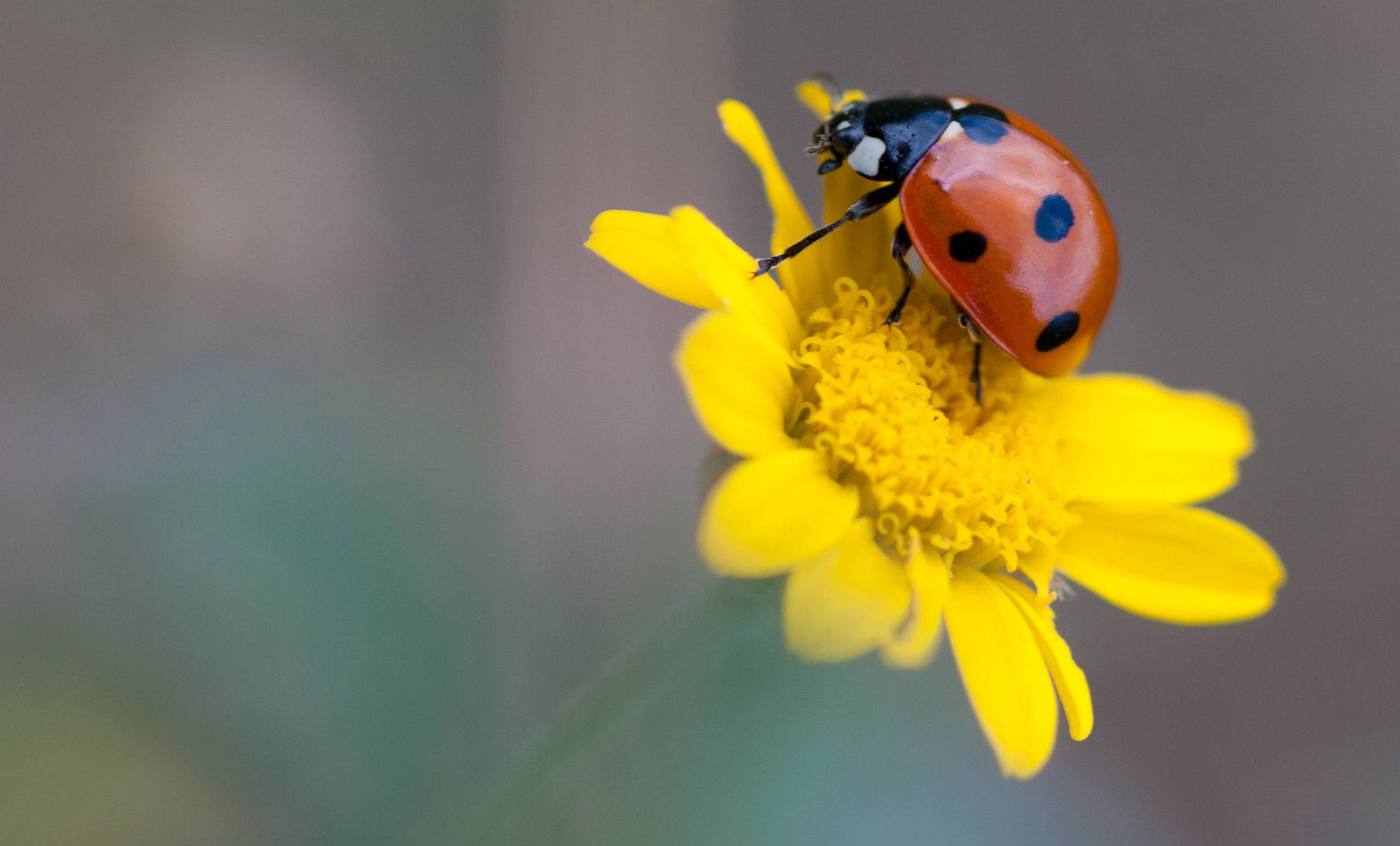 ladybug flower